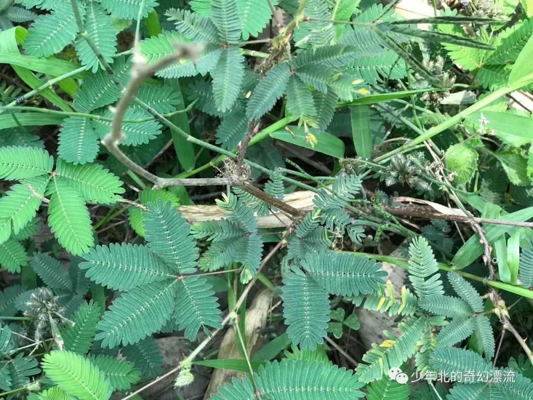 西双版纳最新傣族泼水节,体验云南西双版纳泼水节