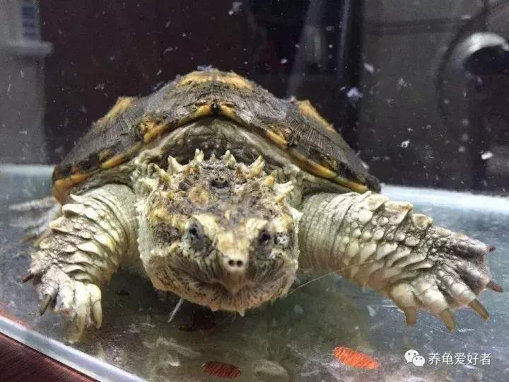 小花龟断尾了要干养吗,龟断尾的处理方法