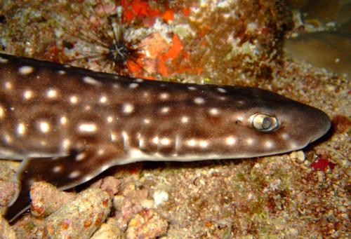 海边游玩鲨鱼,海边游玩注意事项