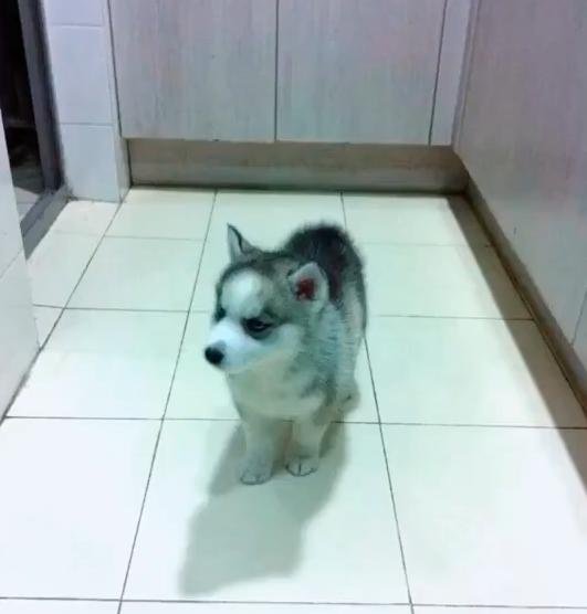 犬瘟后遗症哈士奇,哈士奇犬瘟的症状及治疗方法图片