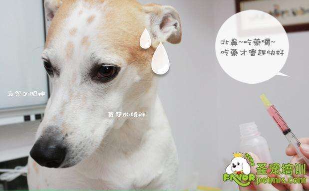 宠物狗用药推荐,宠物狗药物用量