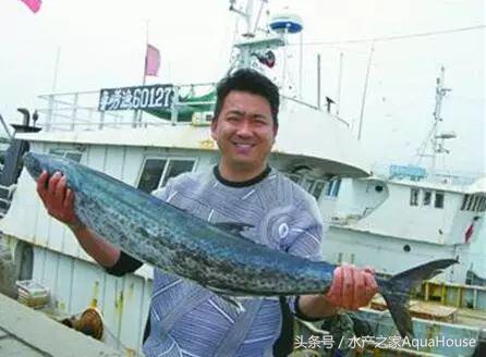 水产塘口每日最新报价,水产频道淡水鱼今日行情