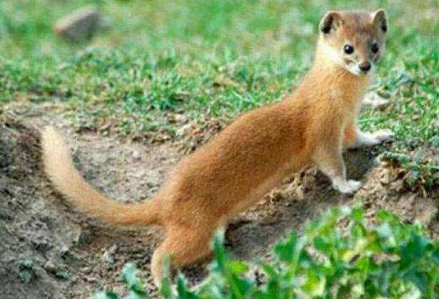 家里进黄鼠狼能不能打死,黄鼠狼进老人屋是什么兆头