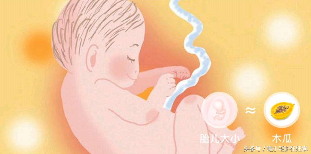 孕期宝宝变化的视频,妊娠第28周胎儿变化