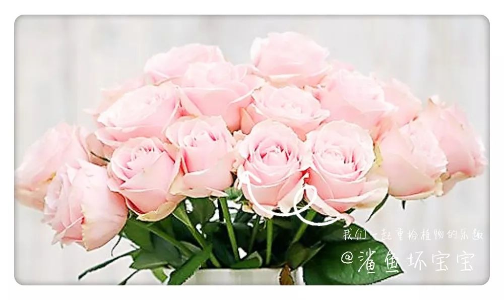 植物世界已发现了多少种植物,植物世界奇花异草