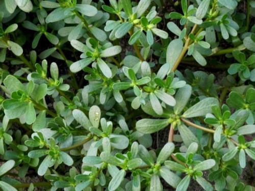 马齿苋的小故事,中药赤芍的趣味小故事