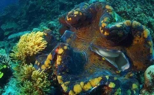 帕劳的旅游咋样,帕劳森旅游攻略