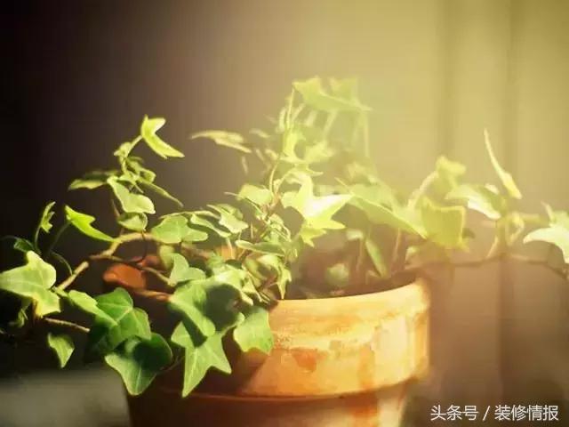 室内空气净化哪种绿植更好,室内种绿植净化器