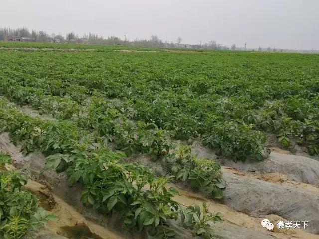 为什么孝感的特产是麻糖米酒,孝感除了麻糖米酒还有哪些