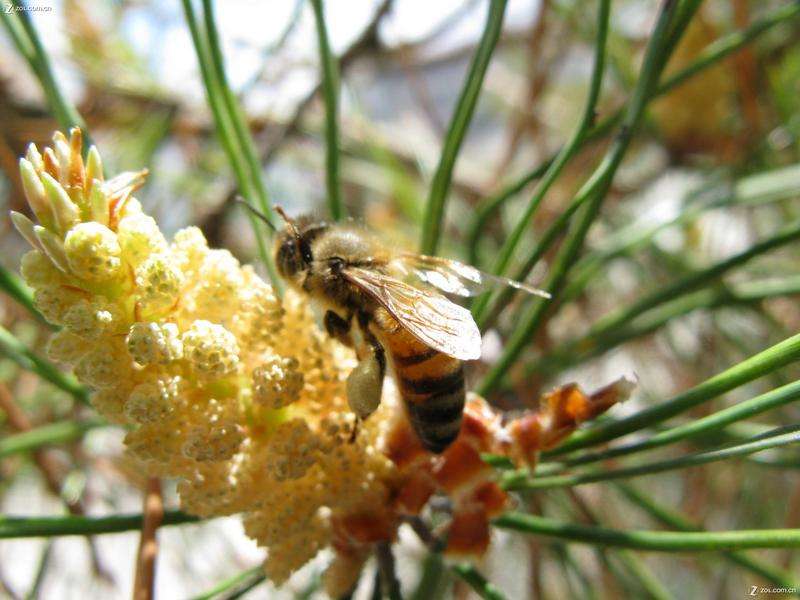 蜂胶珍贵吗,蜂胶是保健之王