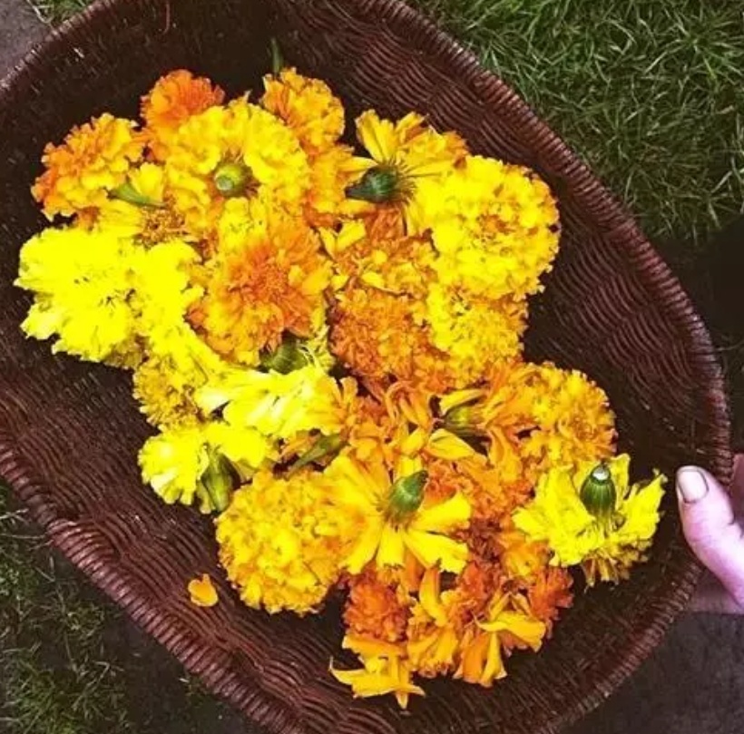 古法植物手工染布,非物质文化遗产手工花