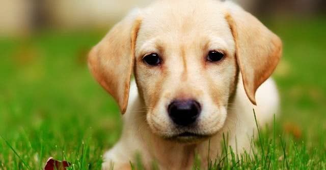 最后护主的狗狗排名,测试狗狗护主视频