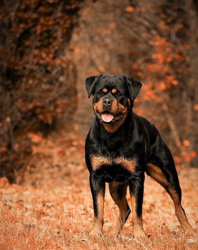 最后护主的狗狗排名,测试狗狗护主视频