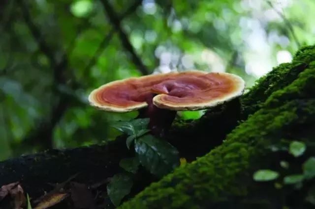 庭院风水知识100条,庭院风水知识