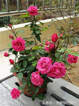 月季有花苞了浇哪种发酵的果皮水,月季浇什么叶子更绿