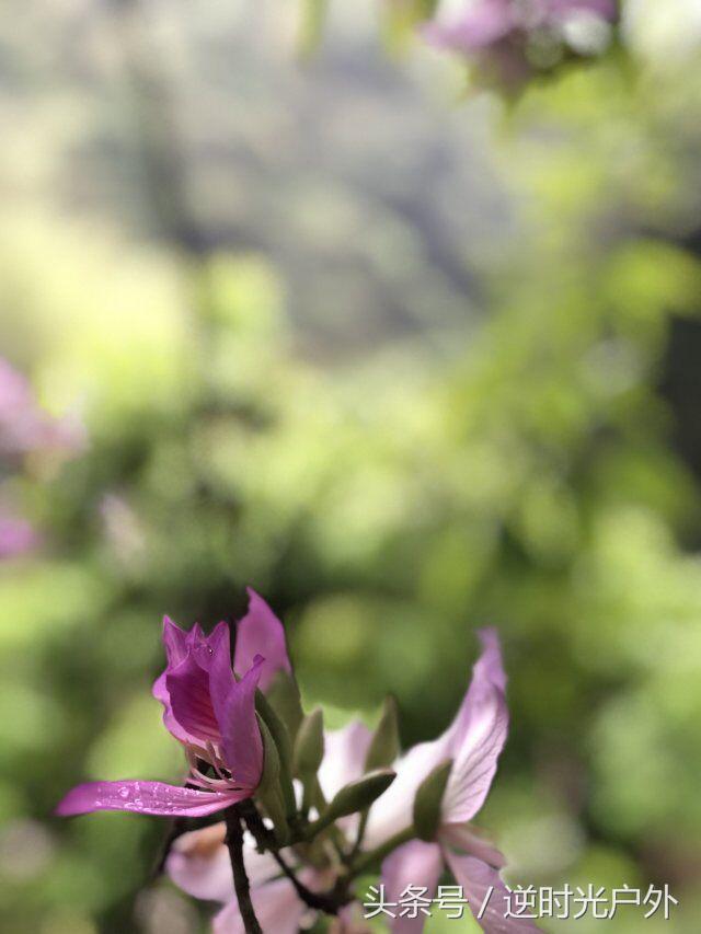 三叠井国家森林公园之旅