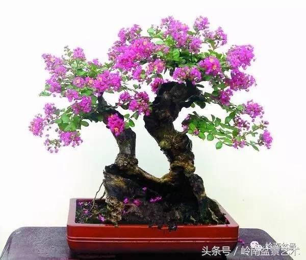 双杆罗汉松树盆景造型,双斜杆盆景