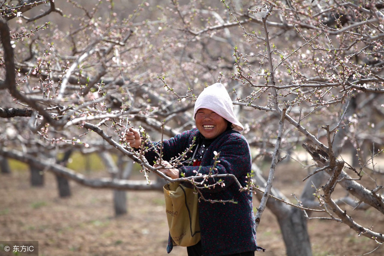 桃树怕雨怎么办,桃树怕水还是怕旱