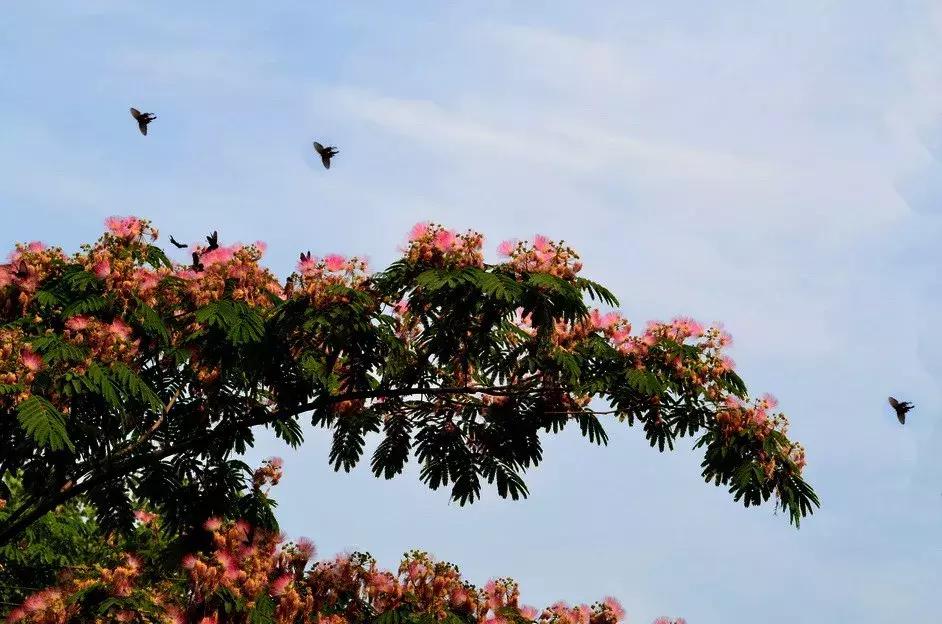家里养的花多有助睡眠吗,卧室要养的4种睡眠花