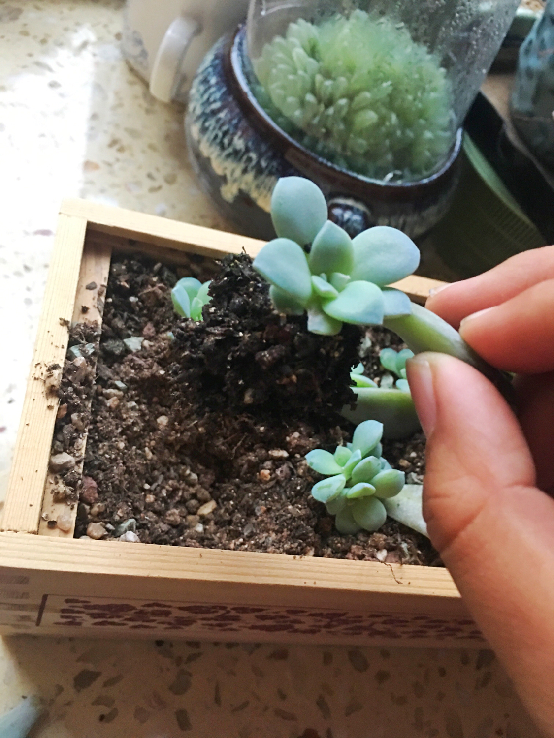 肉肉叶插苗怎么移盆,叶插苗出缀化概率