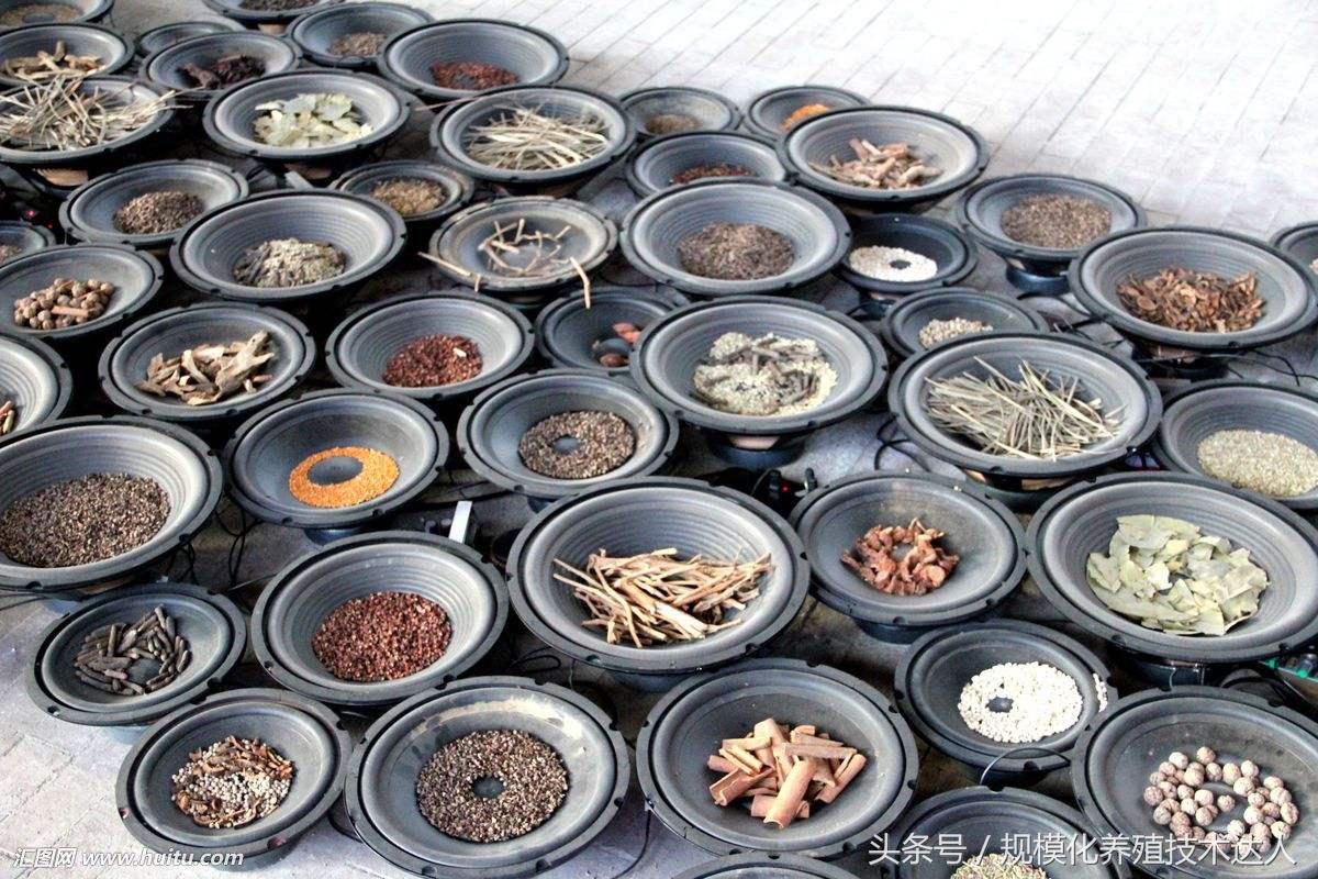 公猪病最佳治疗方法,种公猪睾丸发紫怎么治疗