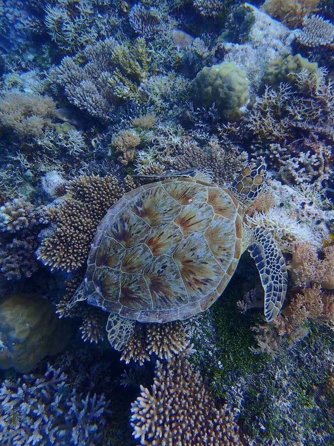 看我这发型酷不酷｜我觉得很可爱啊！帕劳潜水超级赞！