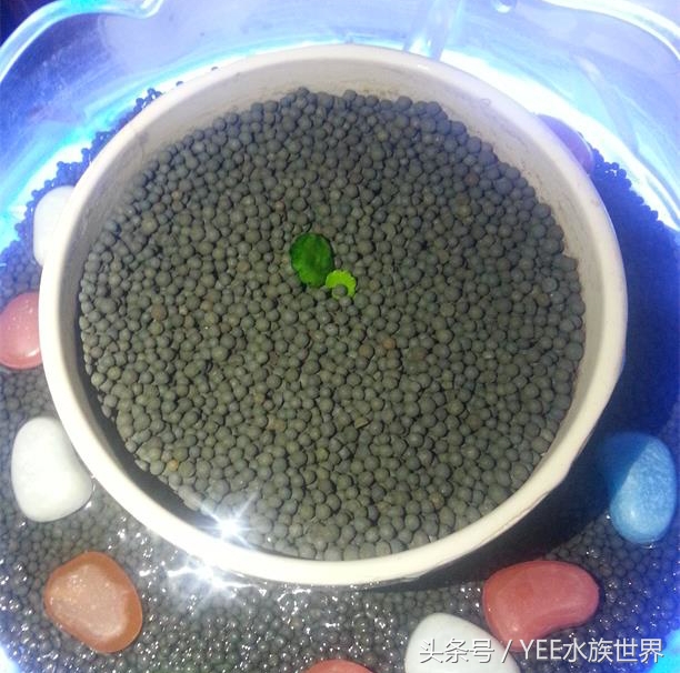 小水泵自制鱼缸过滤系统,小水泵创意作品