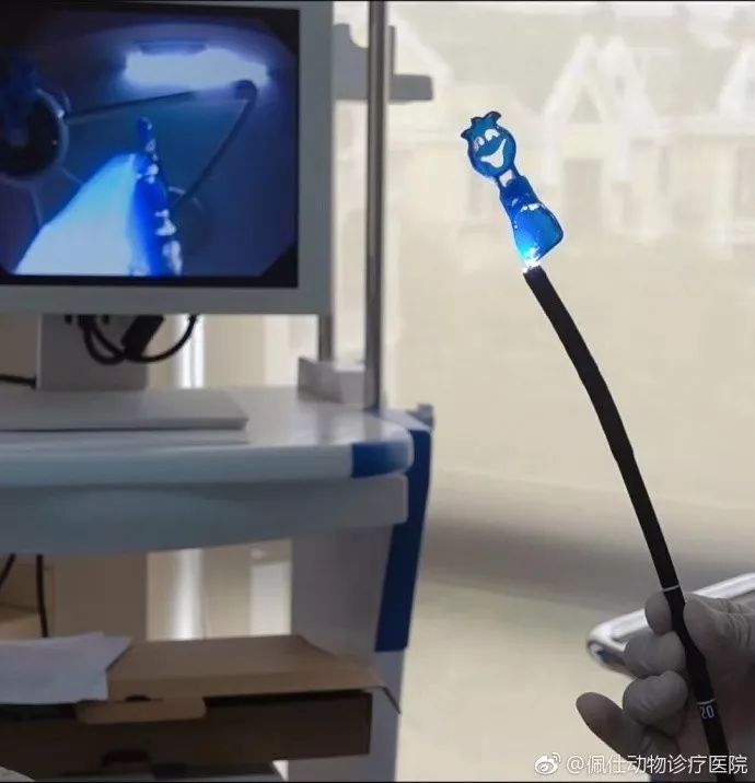 边牧误食葡萄皮,边牧咬小孩的事件