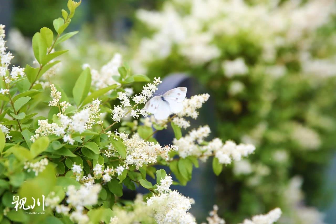 气球葬礼母亲,气球墓园