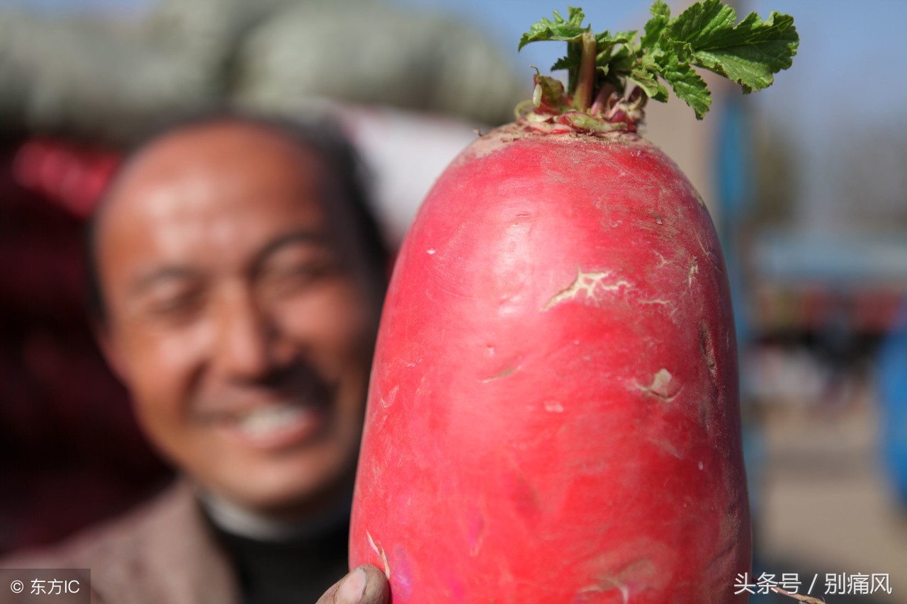 东北大红萝卜治疗痛风的功效,红萝卜治痛风的最好方法