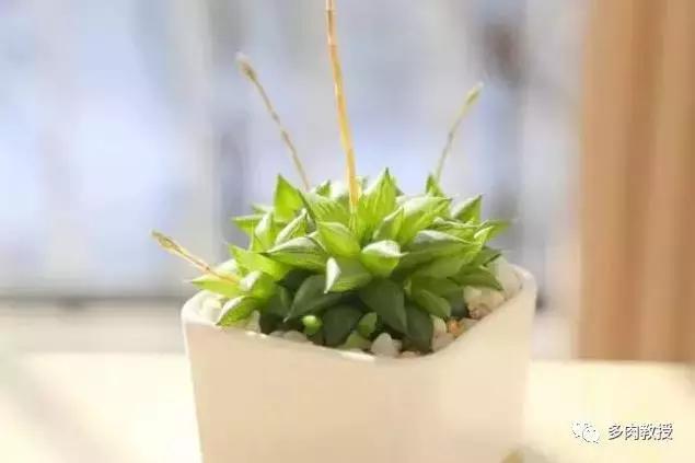 玉露为什么越养越黑,玉露养瘪了