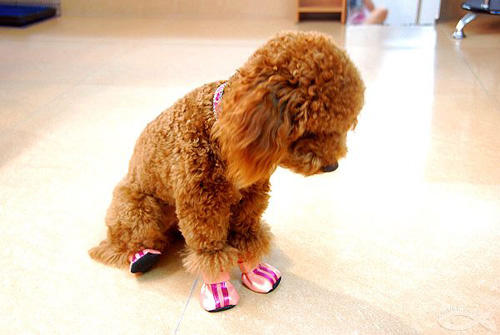 送给养宠小白：纠正泰迪挑食，其实没有你想的那么难！