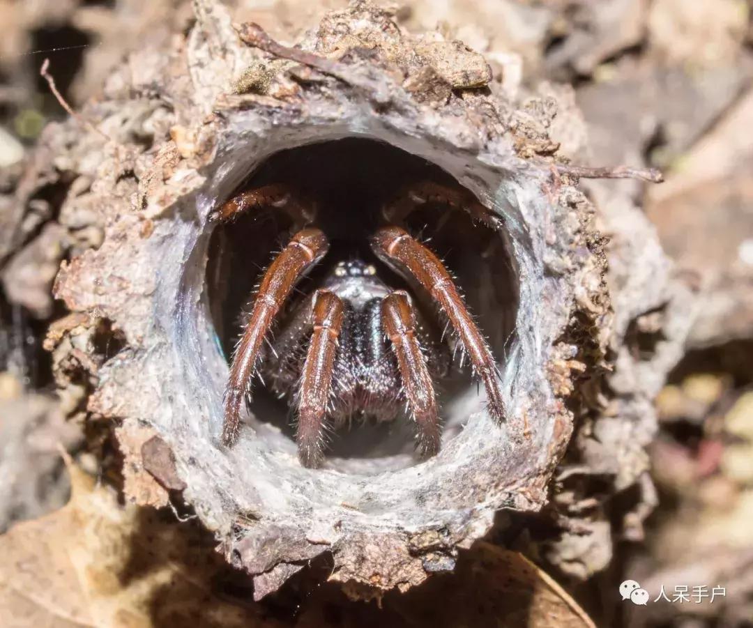 你说蜘蛛侠,蜘蛛侠的蜘蛛丝里有什么