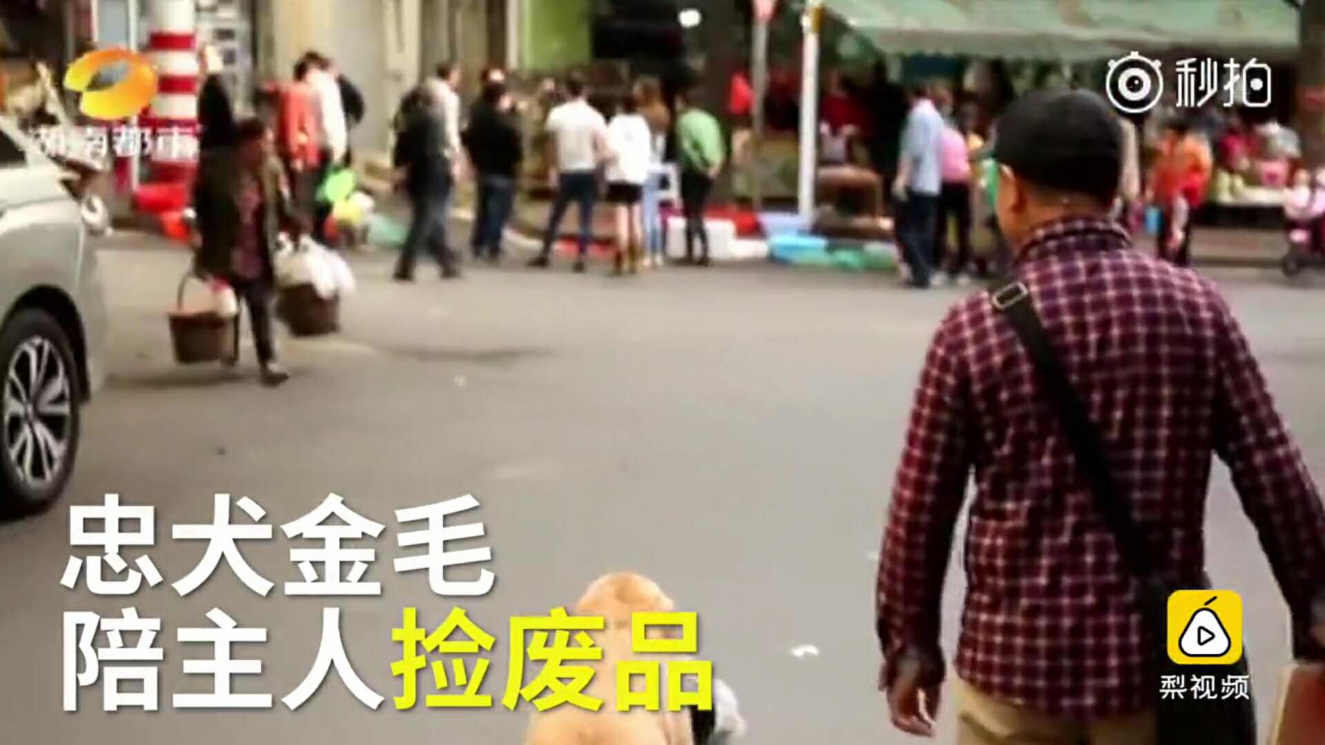 暖男大金毛，帮助主人治好忧郁症