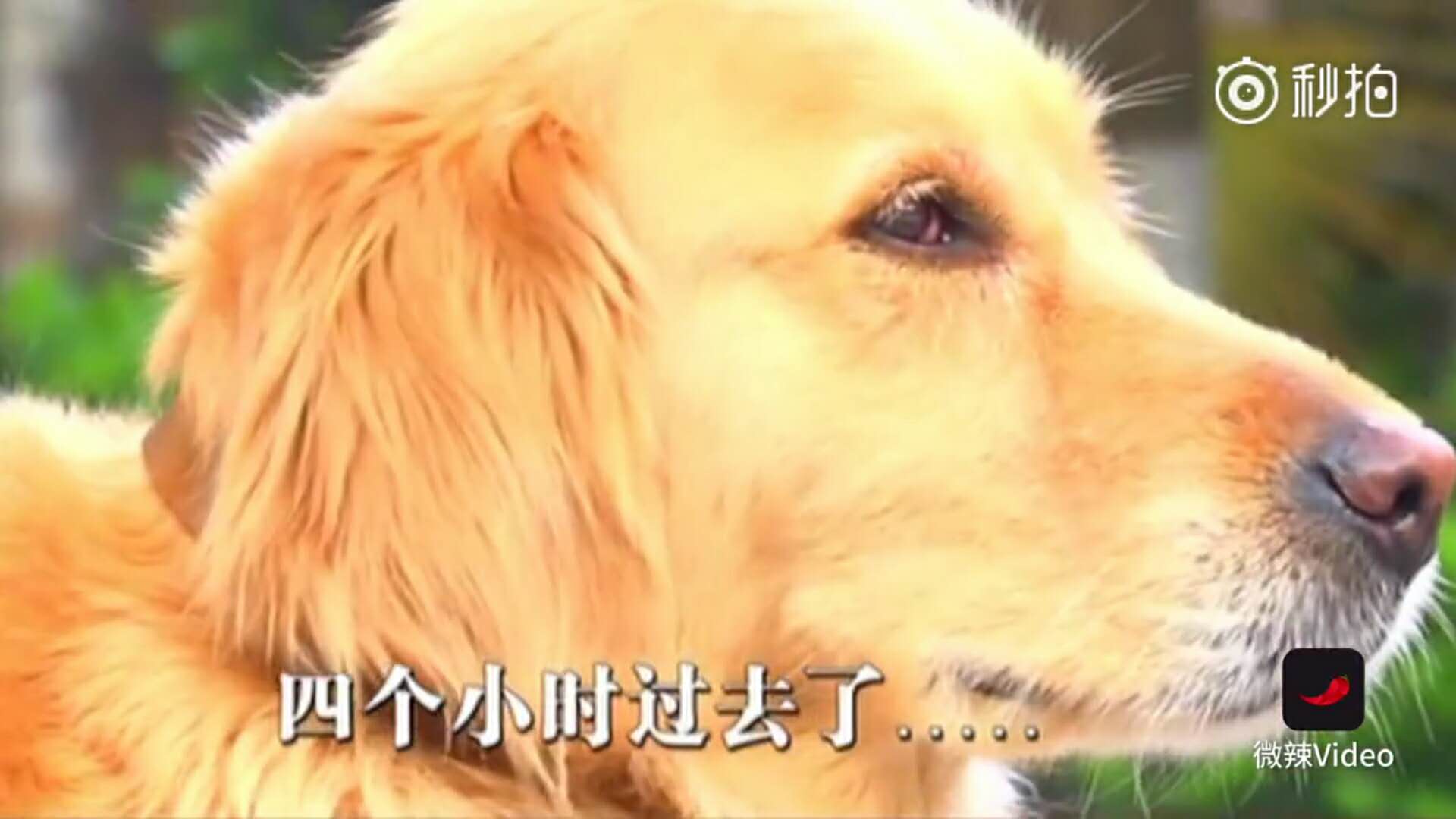 暖男大金毛，帮助主人治好忧郁症