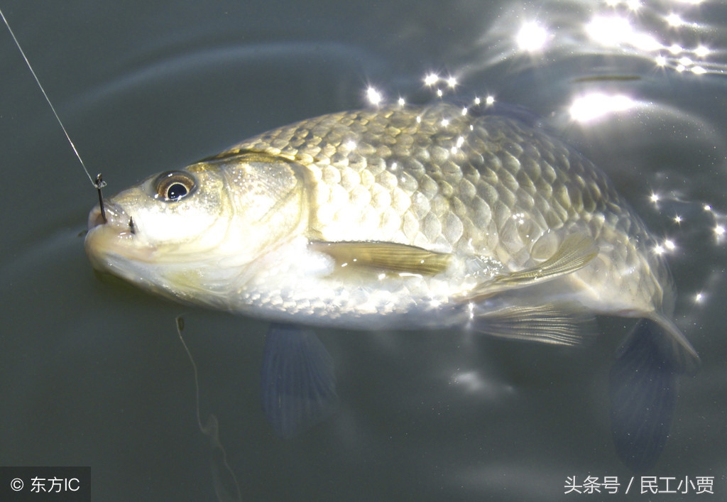 农村垂钓鱼塘前景如何,20亩鱼塘做垂钓园能挣钱吗