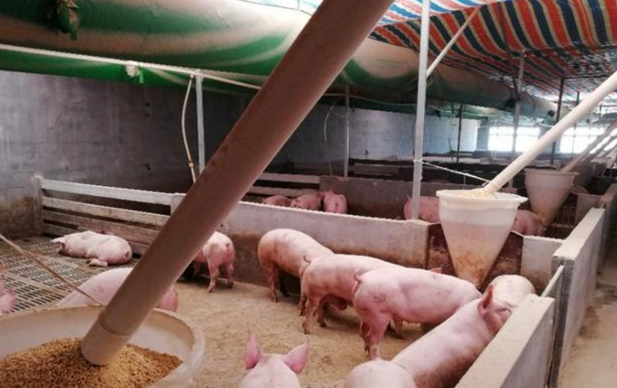 肥猪拉稀粪带血怎么治,肥猪两天不拉粪便有什么解决方法