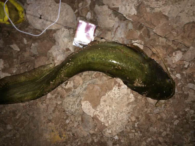 夜钓大口鲶鱼用什么饵最好,野河钓大口鲶鱼有多大