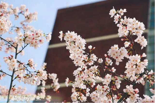 樱花装饰,樱花装饰墙壁