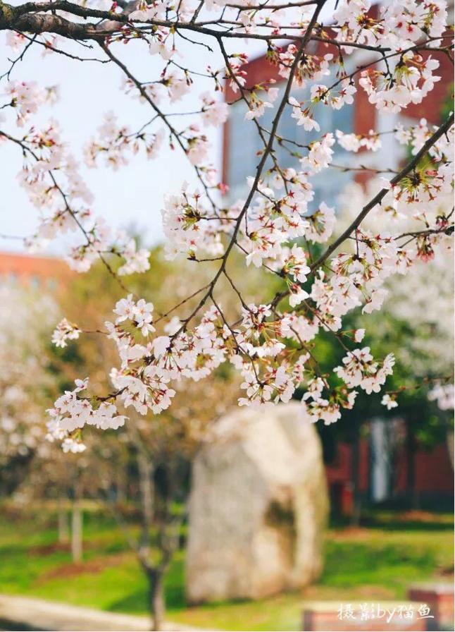 樱花装饰,樱花装饰墙壁