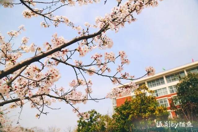 樱花装饰,樱花装饰墙壁