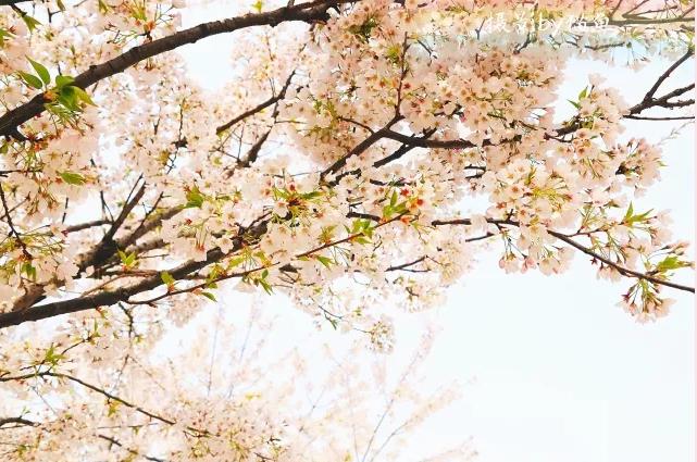 樱花装饰,樱花装饰墙壁