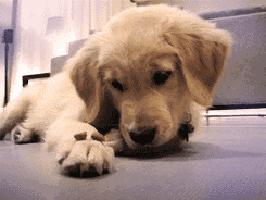 狗狗沐浴露便宜又好用,狗狗洗澡用孩子沐浴露