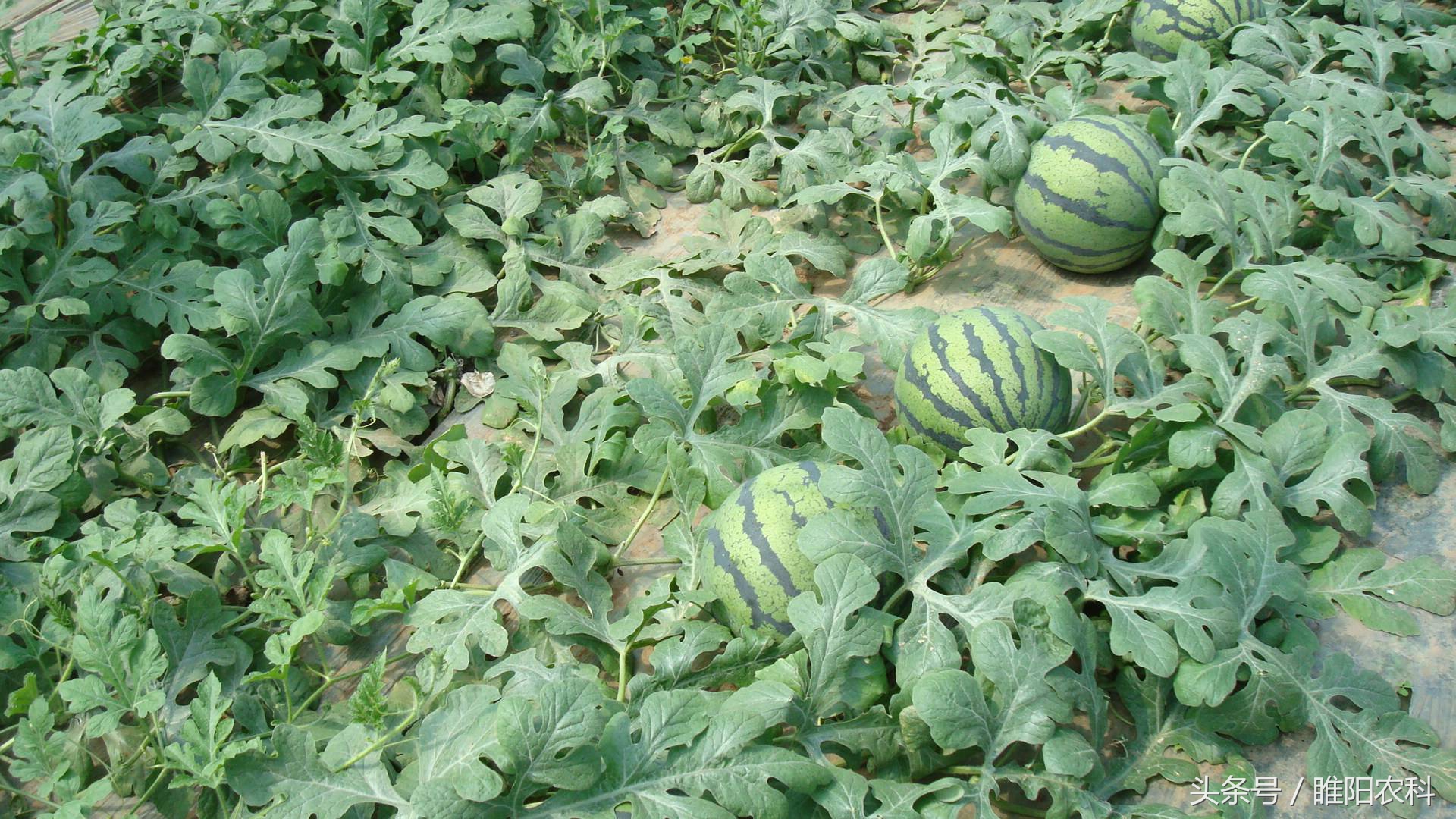 西瓜坐果最佳时间,西瓜开花结果的周期