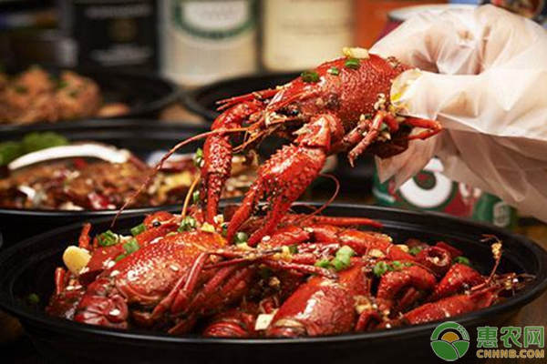 一亩地小龙虾养殖投资回报率多少,小龙虾养殖商业模式和盈利模式