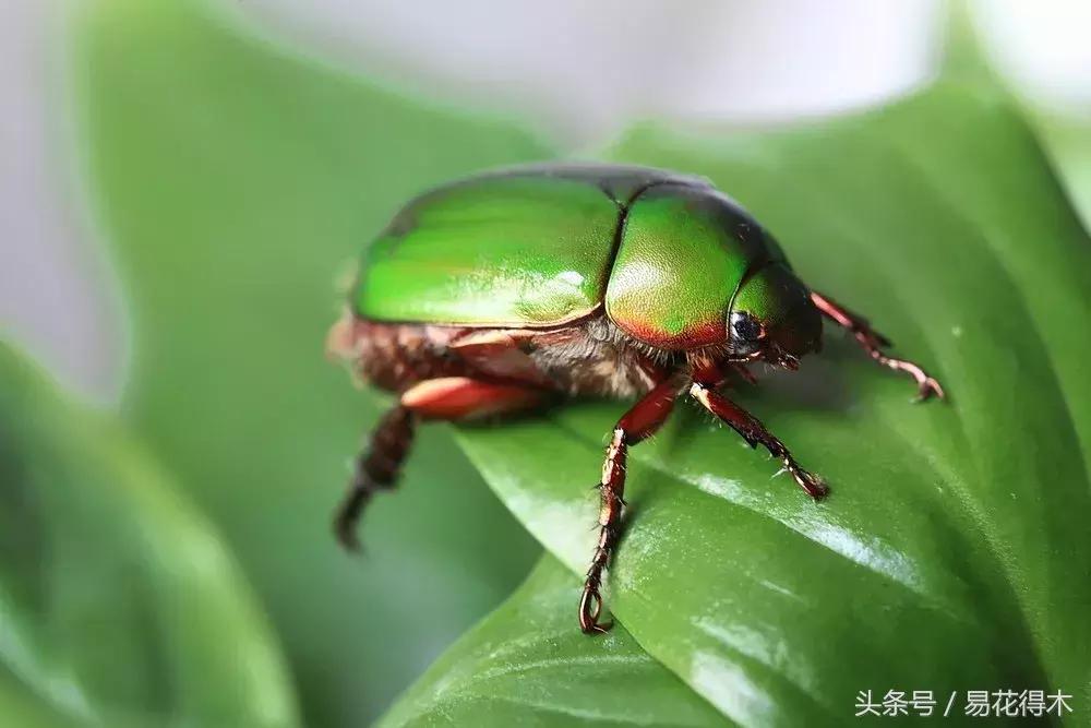 春季花草怎么防飞虫,春季怎么去花的小飞虫