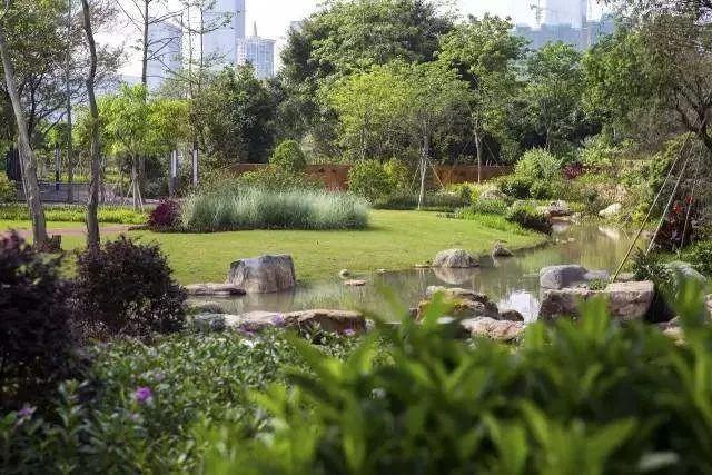 最真实的荔枝花海,广州荔枝花海