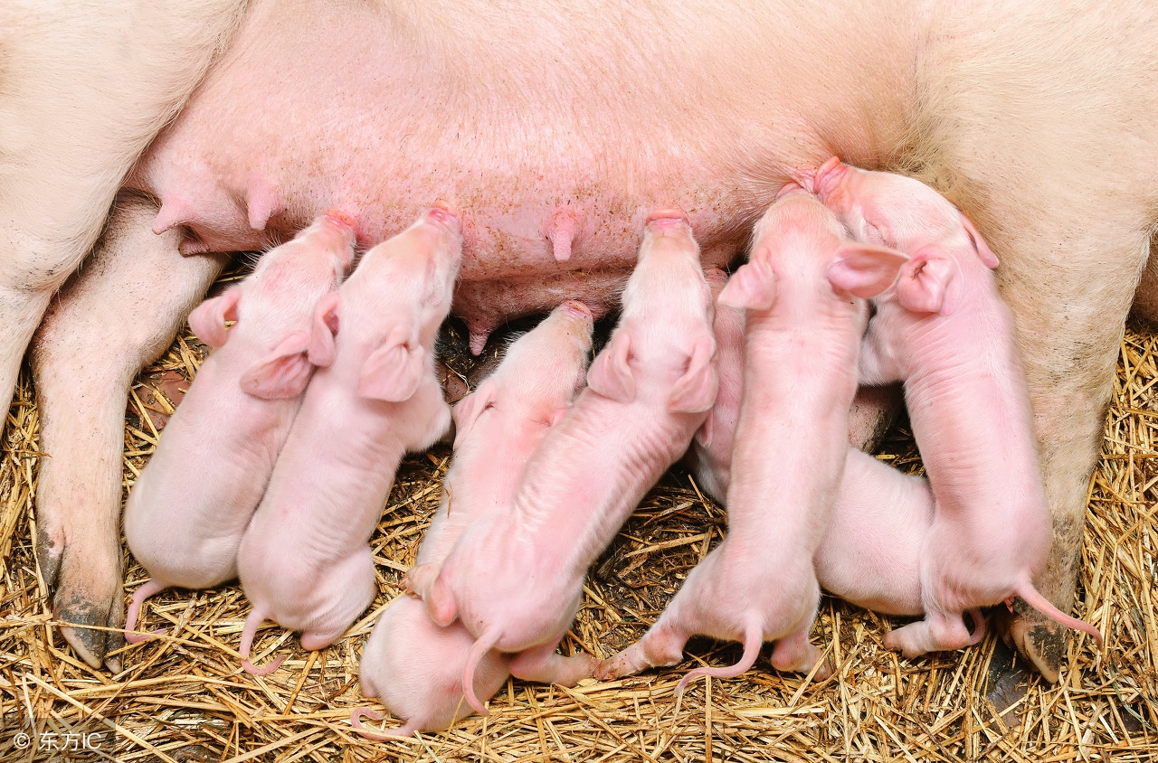 养高产母猪用什么饲喂,泌乳母猪饲喂曲线