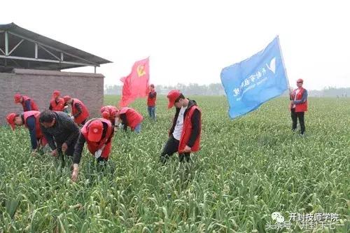 公益开封,河南杞县大蒜公益