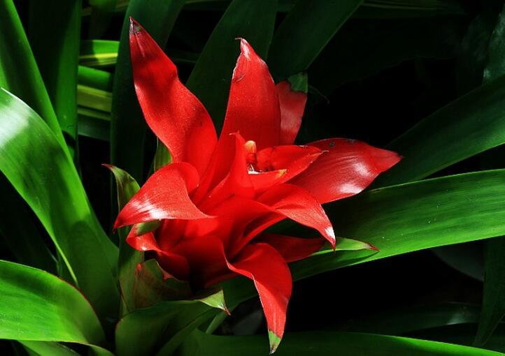 鸿运当头叶子枯萎了怎么修剪,鸿运当头叶子枯萎了怎样水培